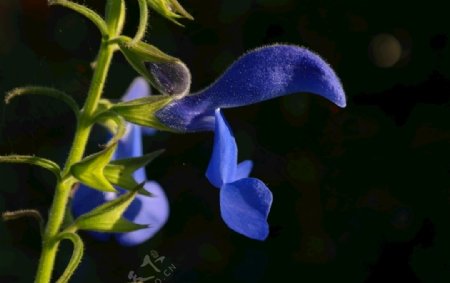 蓝紫色鼠尾草图片