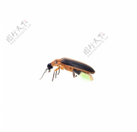 萤火虫昆虫动物背景海报素材图片