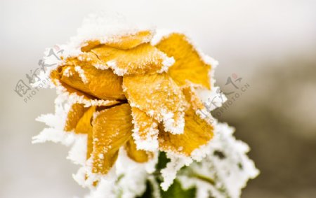 霜降植物图片