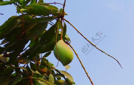 树上的青芒果图片
