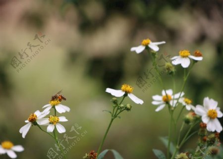 采蜜的蜜蜂野菊花高清自然图片