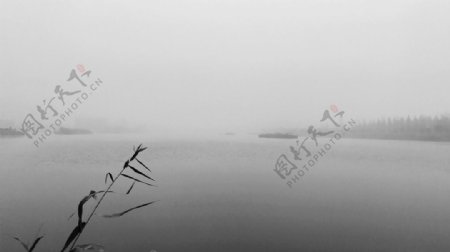 芦苇晨雾湖面黑白图片