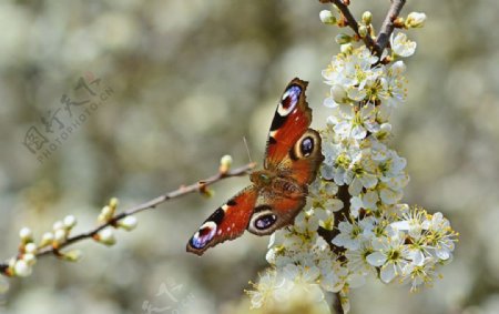 花丛中的漂亮蝴蝶图片