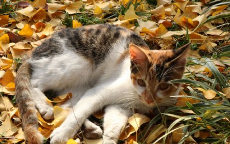 爱银杏叶下的小猫图片