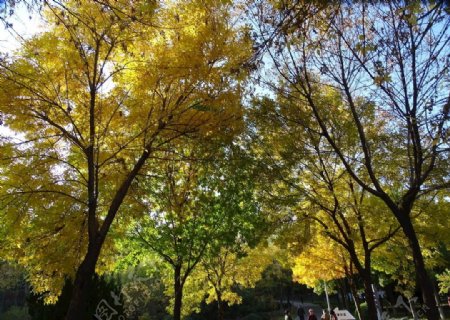 深黄的树叶图片