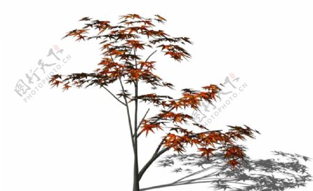 3D植物树SU模型图片