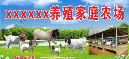 羊黑头羊养殖家庭农场图片