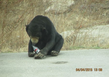 黑熊开瓶喝水图片