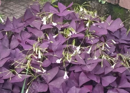 紫叶酢浆草图片