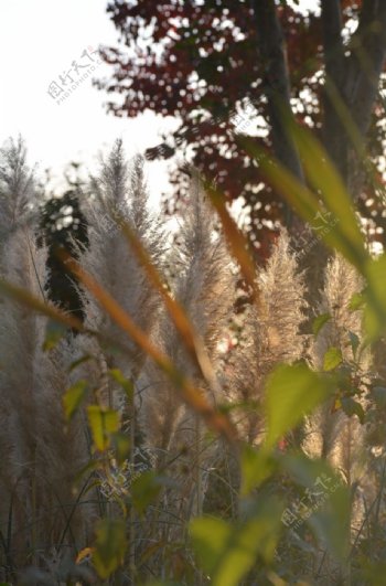 秋天阳光下的芦苇芦花图片