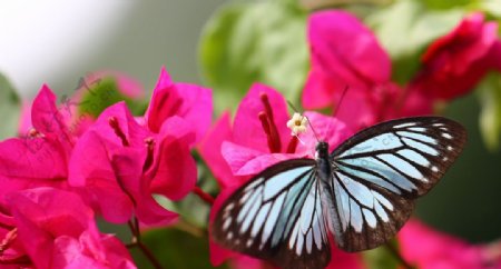 美丽蝴蝶图片