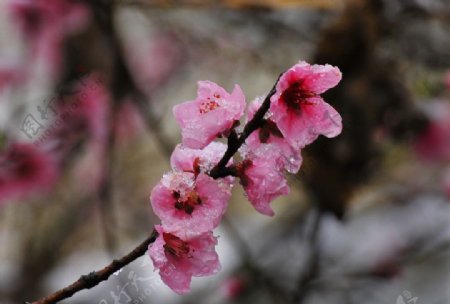 沐雪的桃花图片