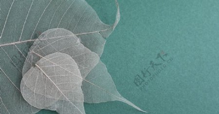 透明树叶植物图片