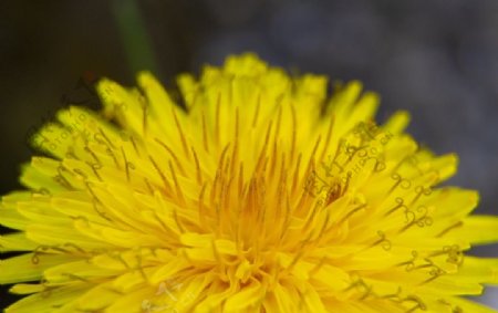 黄色蒲公英花朵图片
