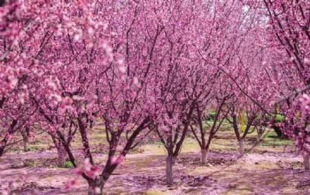 春天户外树林粉色海棠花开放公园图片