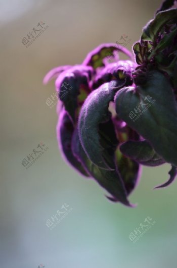 紫鹅绒图片