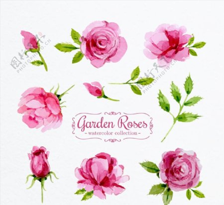 粉色花园玫瑰花图片