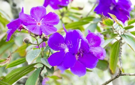 花卉攝影素材紫色野牡丹花圖片