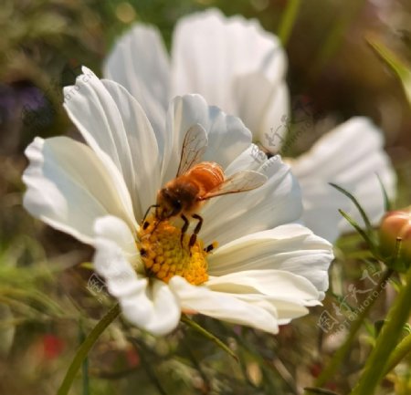 蜜蜂鮮花圖片