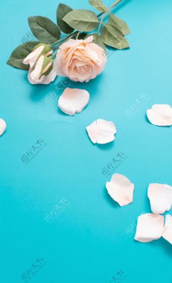 蓝色地板上的粉色玫瑰图片