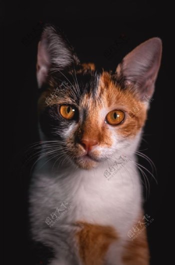 猫宠物家猫慵懒萌宠小图片