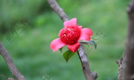 枚红色海棠花高清大图图片