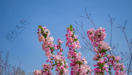 蓝天下的海棠花拍摄素材图片