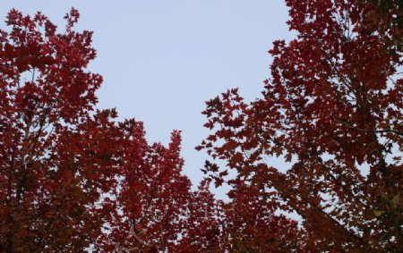 红枫树林秋天风景美景树叶图片