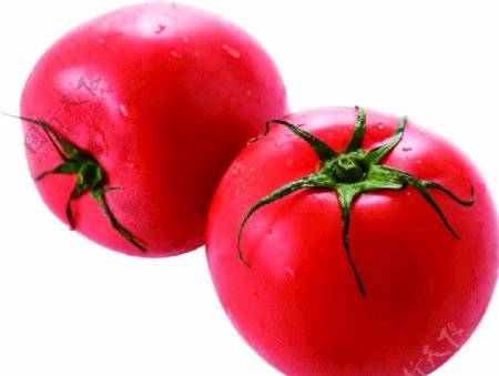 西红柿番茄透明免抠素材图片