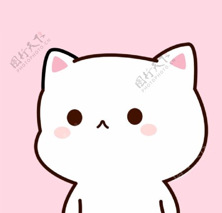 粉色背景白色小猫图片