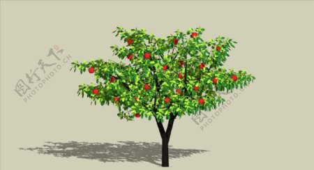 苹果树植物SU模型3D树图片
