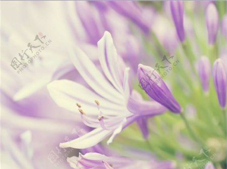 紫色鲜花花卉主题ppt模板