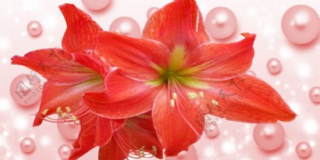 红色珍珠花