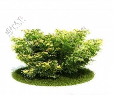 国外精品植物树木灌木3D模型65套1