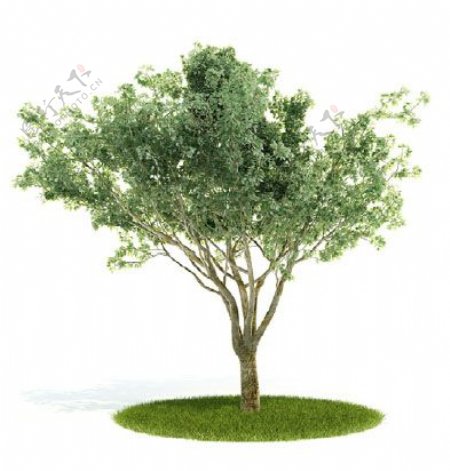 植物国外精品装饰素材免费下载植物3d模型23