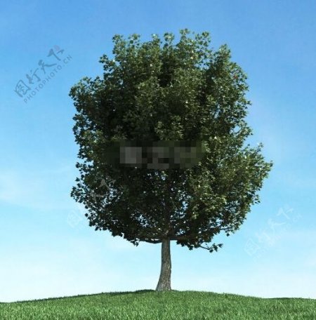 矮小树3d模型下载