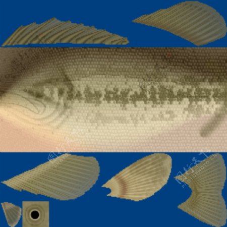 各种精美鱼3d模型