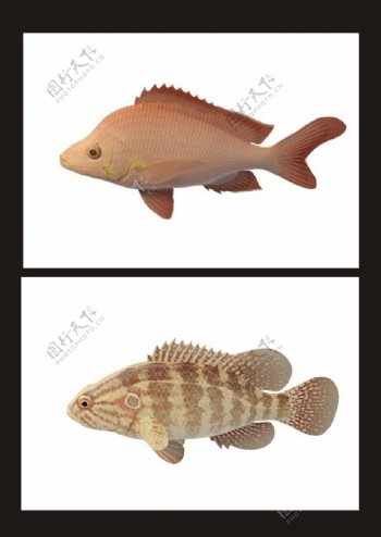 灰斑鱼红齿鱼3d模型