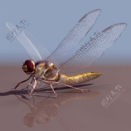 远古蜻蜓模型
