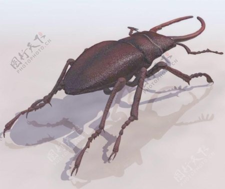甲虫beetle