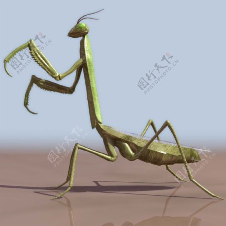 mantis螳螂