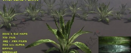 Tropicalplant02热带植物