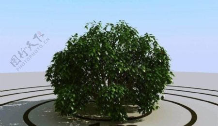 高精细灌木丛模型bush09