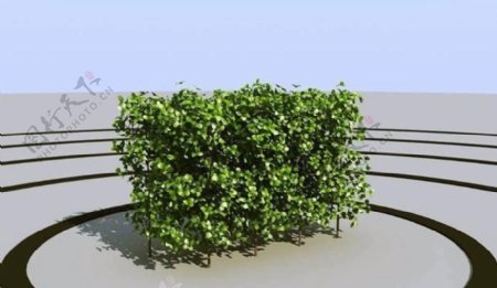 高精细灌木模型bush06