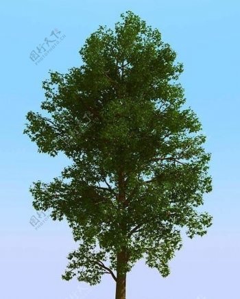高精细枫糖树模型maplesug06