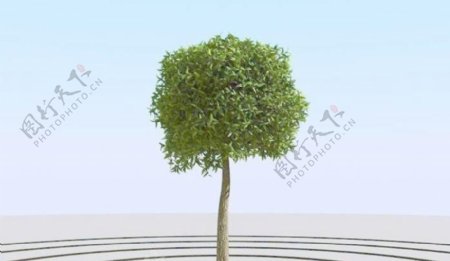 高精细杨柳树模型willow031