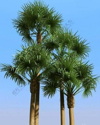高精细俾斯麦椰子树bismarckiapalm01