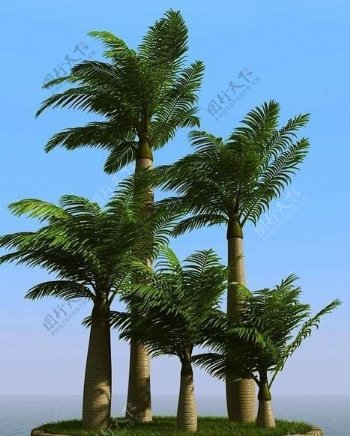被风吹后的椰子树棕榈树majestypalm01wind
