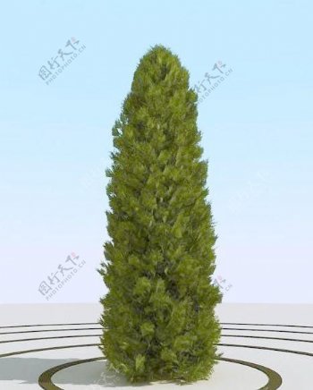 高精细崖柏树thuja07