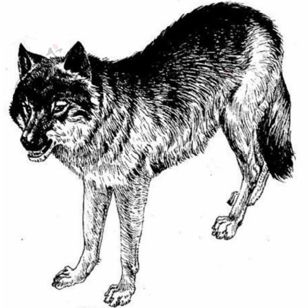 位图动物狼色彩艺术效果免费素材